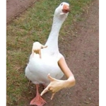 Mr.Ducks EMPIRE