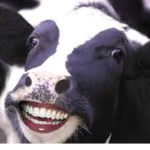 Derp Cows