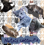 Eva's Kitty's