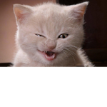 kitty king nunu