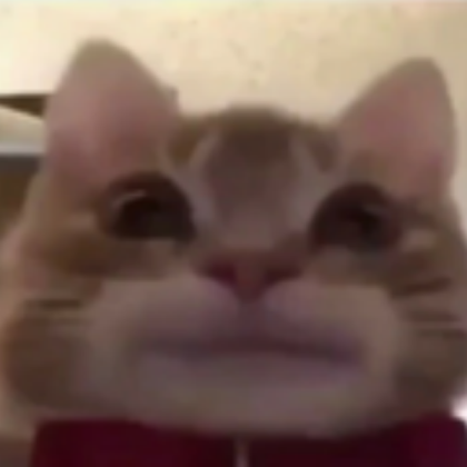 Cat Stare Meme Roblox decal