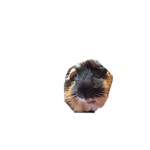 PelusaTheBeast
