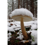 Mushroom memorial