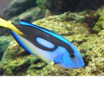 The Fish Cult Family