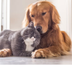 Gattini e cagnolini.