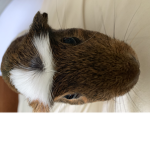 The guinea pig team