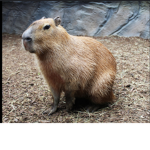 CAPY FAN GROUP
