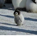 Penguin's is the snow