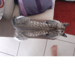 Gatos epicos
