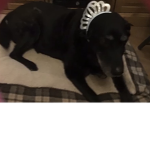 R.I.P. Magic my aunts dog
