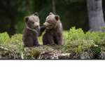 bears Fan group Bears