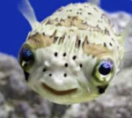 pufferfisheys