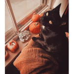 da cat squad 2