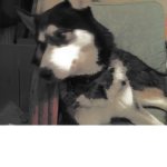 Husky’s of Siberia