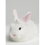 #bunny love