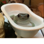 The frogo club!