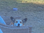 CORGILOVUS Group