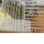 Amigo de rex