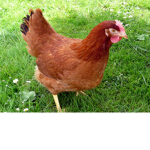 Brown Chickens