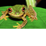 FROGGY FOR GANG