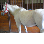 Love horses