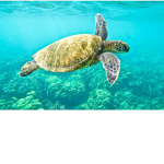 WE NEED TO SAVE THE OCEAN!