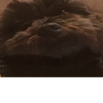 DoggieGang
