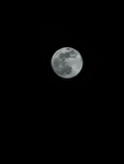 BUBBLE BLOSSOM MOONS