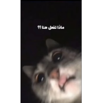 ;ms R