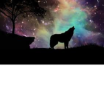 Wild Dreamers