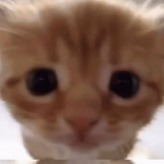 nemukari