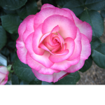 RosaGamers