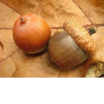 Acorn heavens