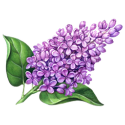 Lilac City