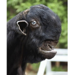 ugly goats