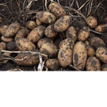 im a poo tato
