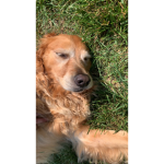 Sadie Is the best dog in the world
