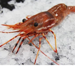 Group shrimps