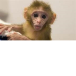 Monkey praising cult