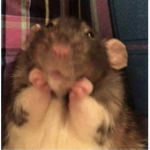 Rat baddie vibes