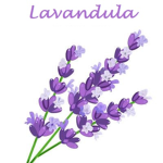 Lavandula Cult
