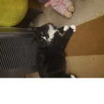 My Cats fan Club