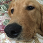 #love.of.golden.retrievers.