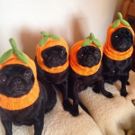 The Pugs Clan
