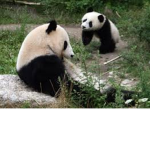 PANDA SQUAD!!!!!!!!...