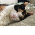cat civilisation
