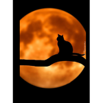 Orange Moon