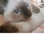 Kittycatcupcakes1238