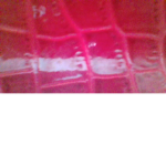 Modles of Rose