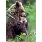 x x bears x x
